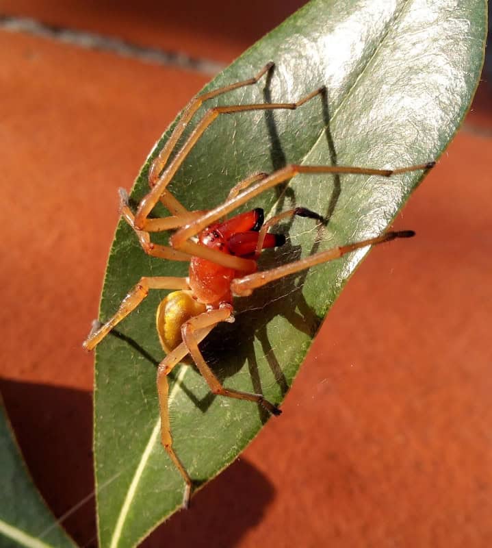 A yellow sac spider with dark red chelicerae on a green leaf